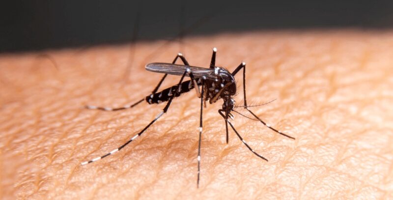 A dengue na gestão pode colocar em risco o bem-estar da mãe e do bebê. Por isso, as gestantes precisam conhecer os riscos e se proteger da doença.